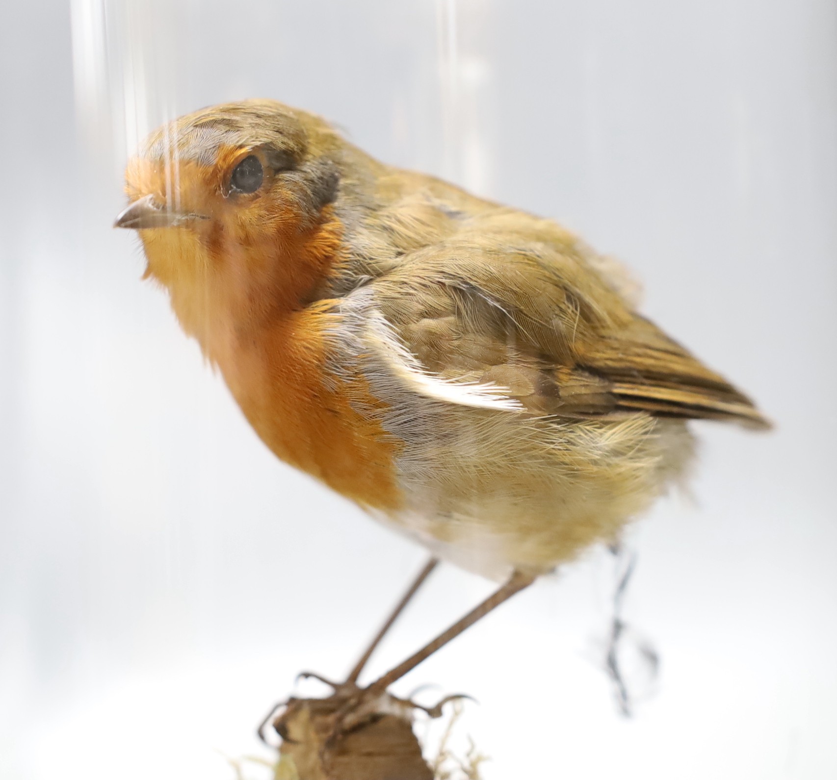 Taxidermy- a group of two hawfinches and another of a robin, each under a glass dome, tallest 45 cm high (2)